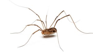 Extra eyes in daddy longlegs have been hidden and went unnoticed in the past.